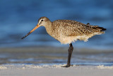 Marbled Godwit