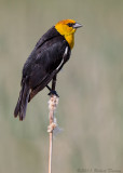 Yellow-headed Blackbird