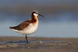 Wilsons Phalarope