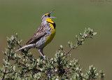 Western Meadowlark