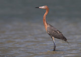 Reddish Egret