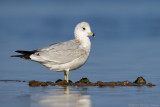 Ring-billed Gull