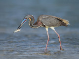 Tricolored Heron