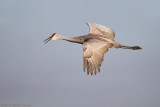 Sandhill Crane