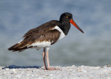 American Oystercatcher