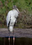 Wood Stork