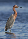 Reddish Egret