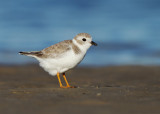 Piping Plover