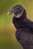 Black Vulture