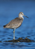 Western Willet