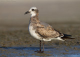 Laughing Gull