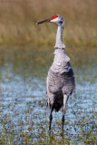 Sandhill Crane