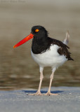 American Oystercatcher