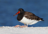 American Oystercatcher