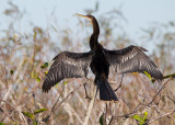 Anhinga