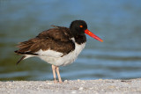 American Oystercatcher