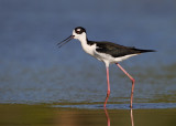 Black-necked Stilt