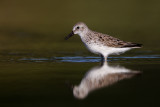 Semipalmated Sandpiper