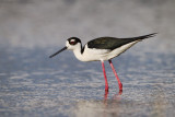 Black-necked Stilt