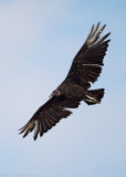 Black Vulture