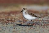 Semipalmated Sandpiper