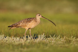 Long-billed Curlew