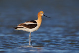 American Avocet