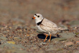 Piping Plover