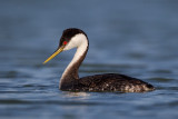 Western Grebe