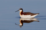 Wilsons Phalarope