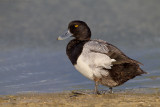 Lesser Scaup