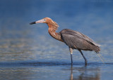 Reddish Egret