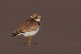 Semipalmated Plover