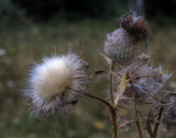 Thistle flower before fall