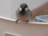 Passer domesticus, House sparrow 02