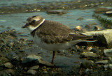 Semi-palmated Plover (Charadrius semipalmatus)