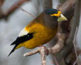 Evening Grosbeak (Coccothraustes vespertinus)