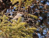 Boreal Chickadee (Poecile hudsonicus)