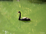 Patos