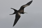 Birds of Galapagos