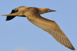 Birds of Galapagos