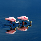 Roseate Spoonbill