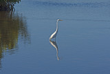 Great Egret