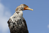 cormorant.jpg