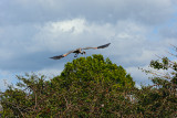 Great Blue Heron2.jpg