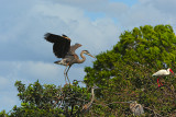 Great Blue Heron3.jpg