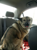 Im goin for a ride!....(March, 2011)