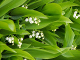 Lilies of the Valley smell so wonderful!