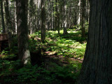 Green Forest Bed at Avalanche.