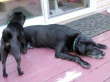 Two black doggies on the deck. 